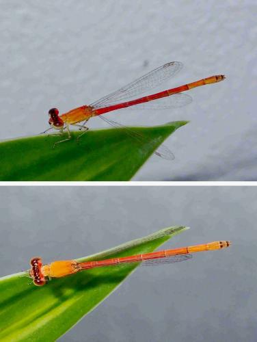 Réf. 211 259 : Agriocnemis minima